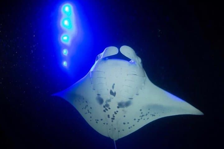 Kona Manta Ray Night Snorkel (Free Re-Ride) (tour photo)